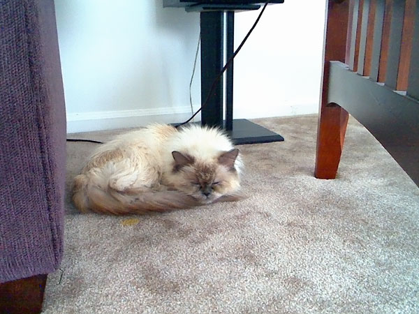 kitty pic