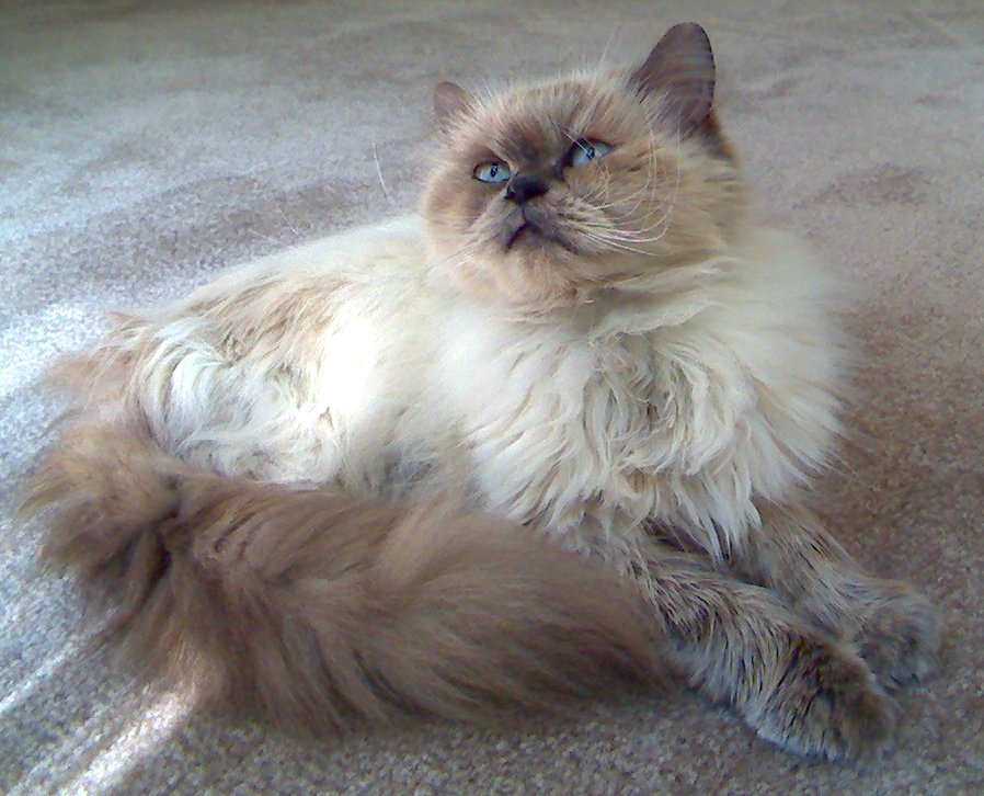 kitty pic
