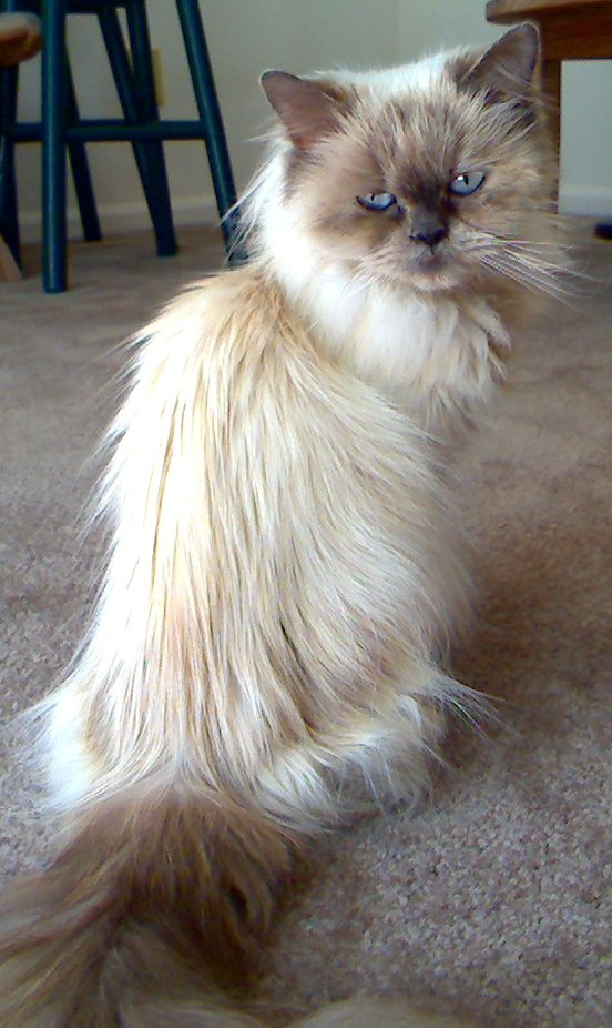 kitty pic