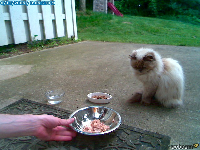 kitty pic
