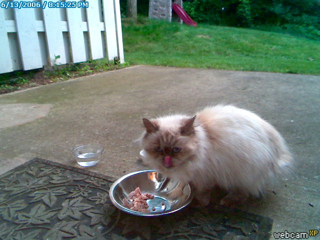kitty pic
